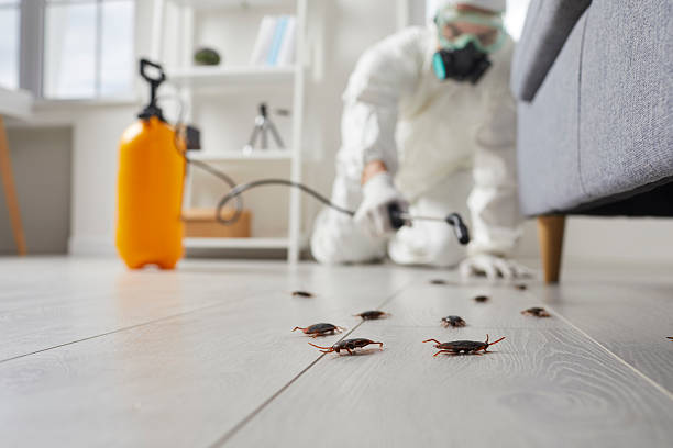 Trusted Rodent Control service in Rochester Institute of Technology, NY - Nex Pest Control